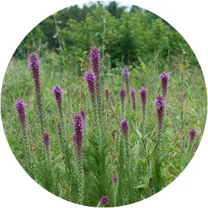 Prairie blazing star - Plants
