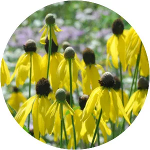 Prairie coneflower - Plants