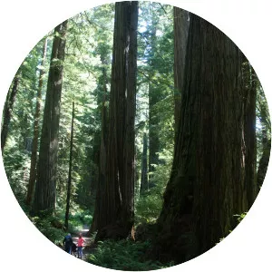 Prairie Creek - Creek in California