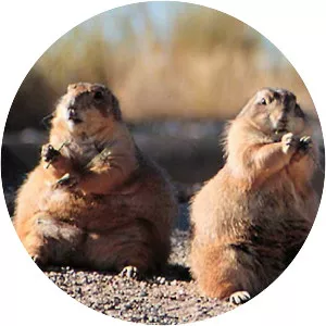 Prairie dog