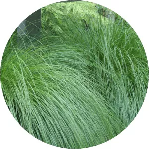 Prairie dropseed - Plants