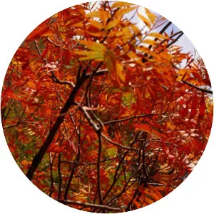 Prairie flameleaf sumac