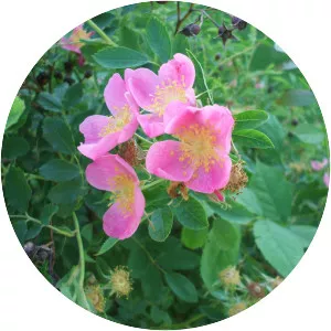 Prairie rose
