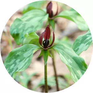 Prairie trillium