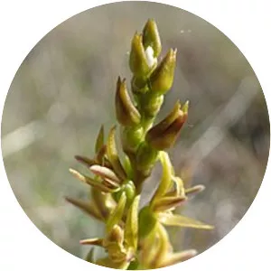 Prasophyllum colensoi