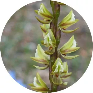 Prasophyllum elatum - 