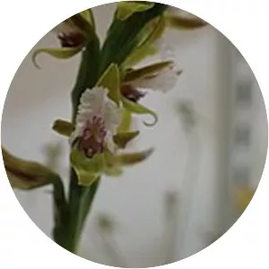 Prasophyllum fimbria