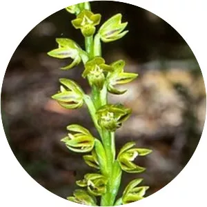 Prasophyllum flavum