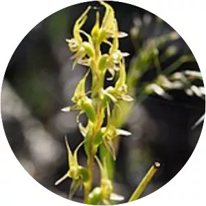 Prasophyllum gracile