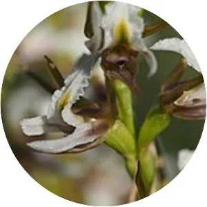 Prasophyllum odoratum