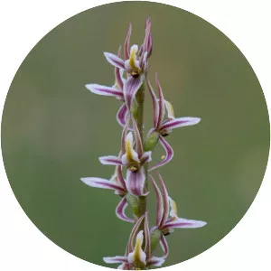 Prasophyllum petilum - 