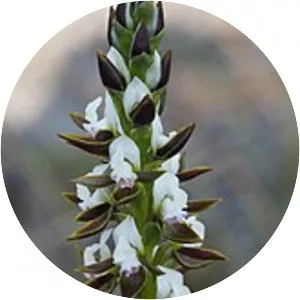 Prasophyllum sargentii