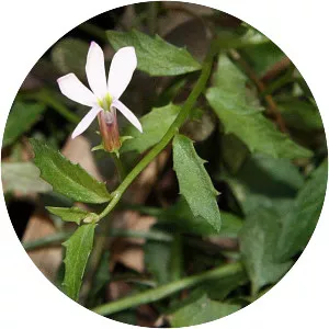 Pratia purpurascens - 