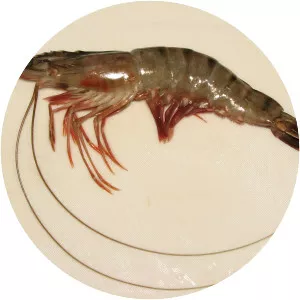 Prawn