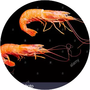 Prawns