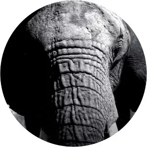 Predator CSISince 2008 - 2008 ‧ 4 seasons