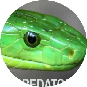 Predator in ParadiseSince 2019