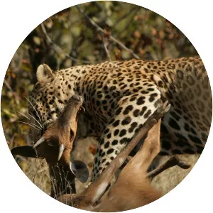 Predator's Prey - TV program