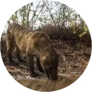 Prehistoric Predators - TV program