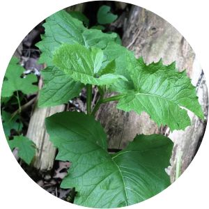 Prenanthes crepidinea - 