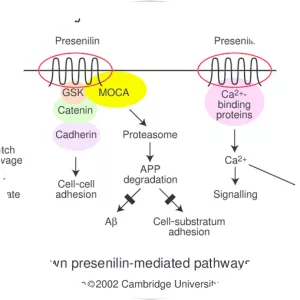 Presenilin - Protein