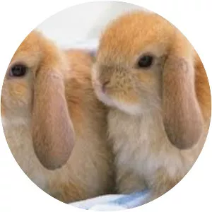 Pretty, Pretty Bunny