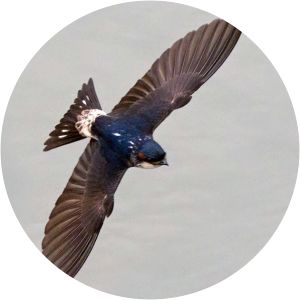 Preuss's cliff swallow - Birds