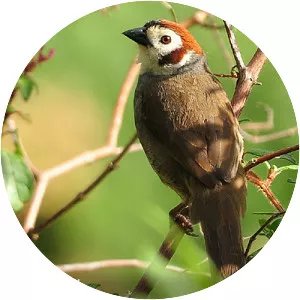 Prevost's Ground Sparrow - Bird