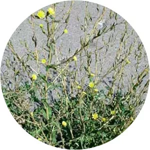 Prickly Lettuce - Plants