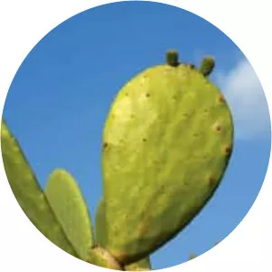 Prickly pear