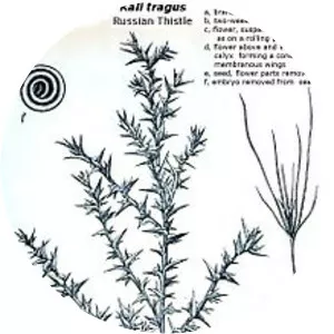 Prickly Russian thistle