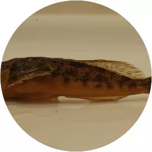Prickly sculpin - 