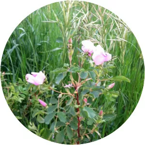 Prickly wild rose