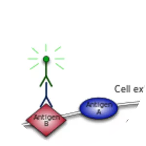 Primary and secondary antibodies - Protein