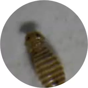 Primate body lice