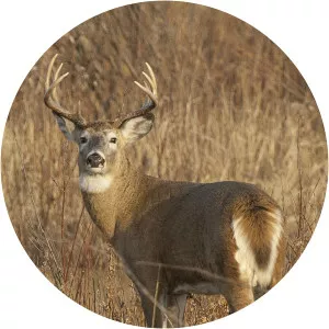 Primos' Truth About WhitetailsSince 2008