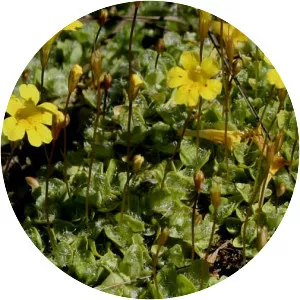 Primrose monkeyflower