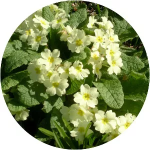 Primroses