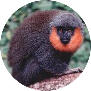 Prince Bernhard's titi monkey
