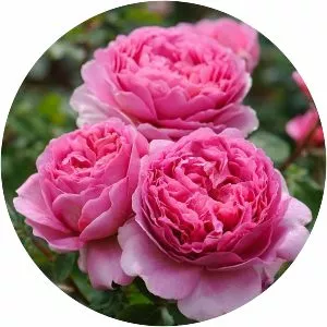 Princess Alexandra of Kent