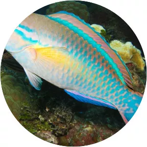 Princess parrotfish