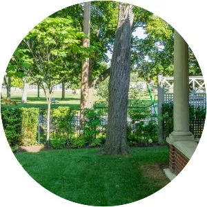 Princess - Rosethorn