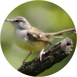 Prinia