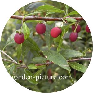 Prinsepia uniflora - 