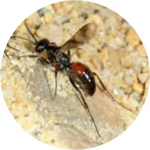 Priocnemis