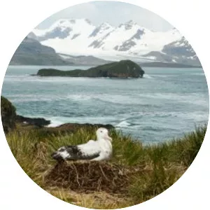Prion Island - Island in South Georgia and the South Sandwich Islands