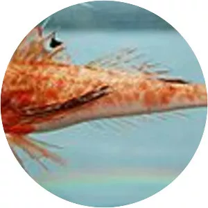 Prionotus paralatus - 