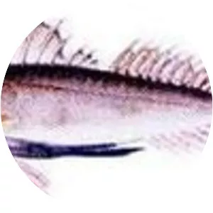 Prionotus punctatus - 