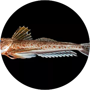 Prionotus scitulus - 