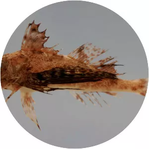 Prionotus tribulus - 